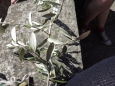 dscn4106