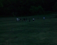 462-rugby-allimbrunire